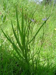 Image result for Lactuca inermis