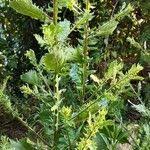 Image result for Laggera crispata