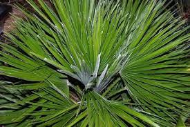 How To Shape A European Fan Palm Ehow Com European Fan Palm Palm Plant Plants