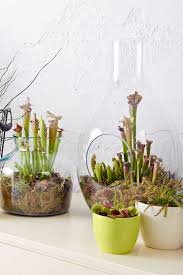 Exotische Schonheit Venusfliegenfalle Venusfliegenfalle Fleischfressende Pflanze Schlauchpflanze