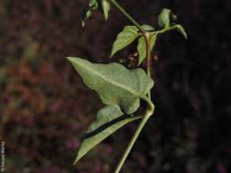 Image result for Commicarpus