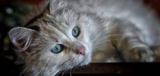 أين تقع ميامي مجلة سفن زد