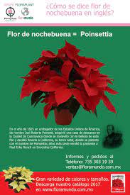 El cactus del título es una metáfora de una mujer arisca y entrada en años que esconde sus encantos, pero muy de vez en cuando florece. Ya Lo Sabias Floramundo S A De C V Facebook