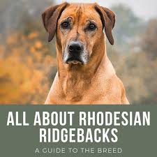 The rhodesian ridgeback is a highly adaptable dog breed. Rhodesian Ridgeback Breed History Temperament And Faqs Pethelpful