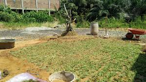 5 cara menanam rumput gajah untuk pemula. Memadukan Bonsai Dan Rumput Di Taman Rumah