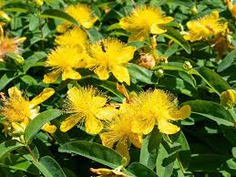 Image result for Hypericum roeperianum