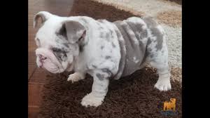 August 2020 this is tonto's second litter for us. Lilac Tri Merle English Bulldog Girl 8 Weeks Youtube