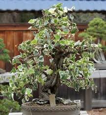 Ultimately, bonsai is a living art form that can provide many hours, days, weeks, months, and years of enjoyment—basically, a lifetime. Immergrune Blatter I Efeu Bonsai I Toller Zierbaum Fur Den Garten Balkon Ebay
