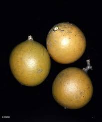 Image result for Strychnos lucens