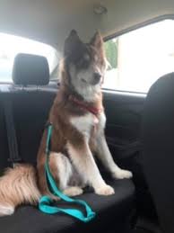 Contact us today to learn more about the availability of our siberian husky puppies for sale. Dog For Adoption Remi A Siberian Husky Mix In La Motte Ia Petfinder