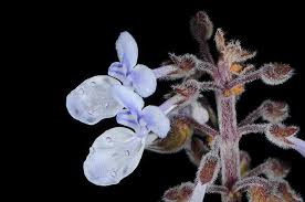 Image result for Coleus neochilus