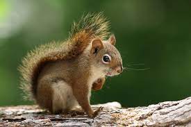 5 Types Of North American Squirrels North American Animals Animals Forest Animals