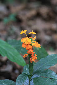 Image result for Lankesteria