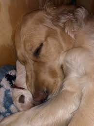 Owned and operated by frank & christine maraman since 2002. Light American English Cream Golden Retriever Puppies Facebook