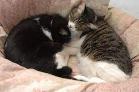 猫 おねしょ