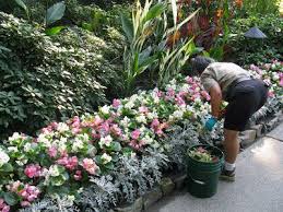 Pink White Begonias With Dusty Miller Idea For The Pathway Butchart Gardens Begonia Plants