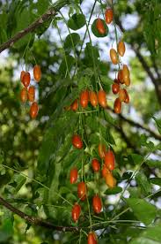 Image result for Clausena