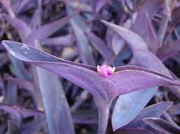 Image result for Tradescantia pallida
