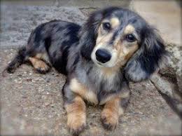 Black And Cream Mini Dachshund Paisley Black Cream Dapple Longhaired Dachshund Doxie Puppies Cute Baby Animals