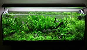 Small ponds, fountains, waterfalls, planters, and aquariums are all wonderful ideas that make your home's outdoor comfortable and. 10 Gallon Fish Tank Setup Ideas Givdo Home Ideas Diy Fish Tank Ideas