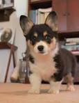 Do Miniature Corgis Exist? | Dog Care - Daily Puppy