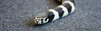 Maybe you would like to learn more about one of these? King Snake Reptile Common Information Guide