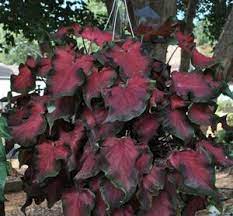 Maybe you would like to learn more about one of these? Caladium Florida Red Ruffles Caladium