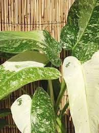 Philodendron Imbe Ilsemanii Variegated Plants Cool Plants Plants