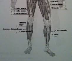 Card Image Muscular System Gross Anatomy Flashcards