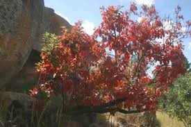 Image result for Danthoniopsis pruinosa