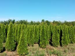 In diesem video wird euch gezeigt, wie man eine hecke pflanzt. Thuja Smaragd 160 180 Cm Hohe Vielfaltiges Zypressen Angebot Im Online Shop
