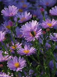 1337222 Gif 240 320 Flower Pictures Beautiful Flowers Flowers Gif