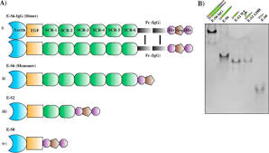 Promo vlad serial episodul 5 sezonul 2 youtube. Functional Binding Of E Selectin To Its Ligands Is Enhanced By Structural Features Beyond Its Lectin Domain Journal Of Biological Chemistry