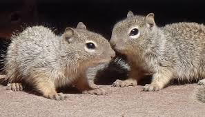 Found A Baby Squirrel On The Ground Rspca