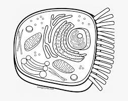 We have compiled for you a large collection of images with different animals. Cell Coloring Worksheet Animal Cell Coloring Dog Face Color Animal Cell Coloring Hd Png Download Kindpng