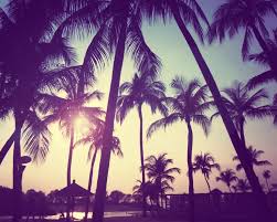 Tumblr Backgrounds Hipstergallery For Tumblr Background Summer Oiepmgl Palmboom Tumblr Fotografie