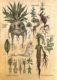 Picture Memes Lgc9lq4b3 By Seriouslysirius 2 Comments Ifunny In 2020 Botanical Illustration Botanical Art Art Inspiration