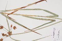 Image result for Ascolepis protea