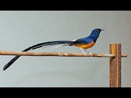 Perlu anda ketahui murai batu ini tergolong jenis burung yang mahal, namun hal itu bukan tanpa alasan. Pin By Jessica Claudia On My Best Video Bird Birds Of Paradise Birds