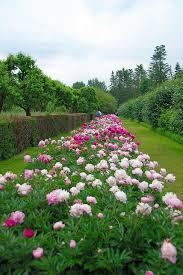 The Long Peonie Border At Penshurst Place Beautiful Flowers Beautiful Gardens Flower Garden