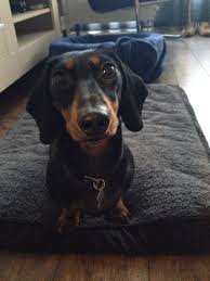 Pin By The Wooden Frog On Teckel Weiner Dog Sausage Dog Dogs