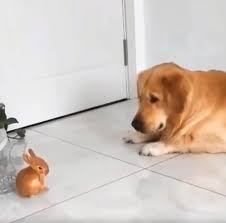 Pin By Celal On Animals Video Cute Animals Cute Baby Animals Cute Animal Videos