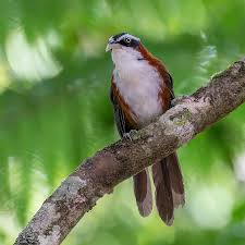 Image result for Blotiella crenata