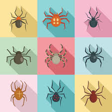 Comment Avoir Une Maison Sans Araignees On Vous Explique Tout
