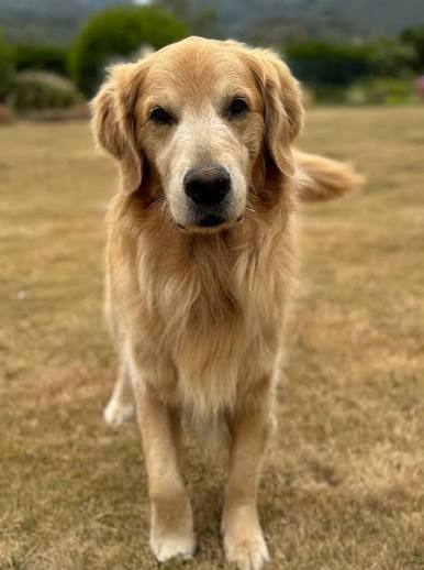What Does It Mean to Let Your Dog Be a Dog?