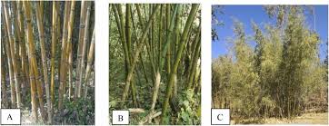 Image result for Oldeania alpina