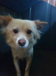 Kong toys and treats bundle giveaway