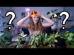 Hoya krimson queen vs princess. Hoya Krimson Princess Hoya Krimson Queen Hoya Australis Lisa Youtube