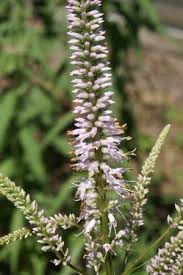 Veronicastrum virginicum 'erica' culver's root. Veronicastrum Virginicum Erika