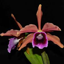 Image result for Leysera tenella